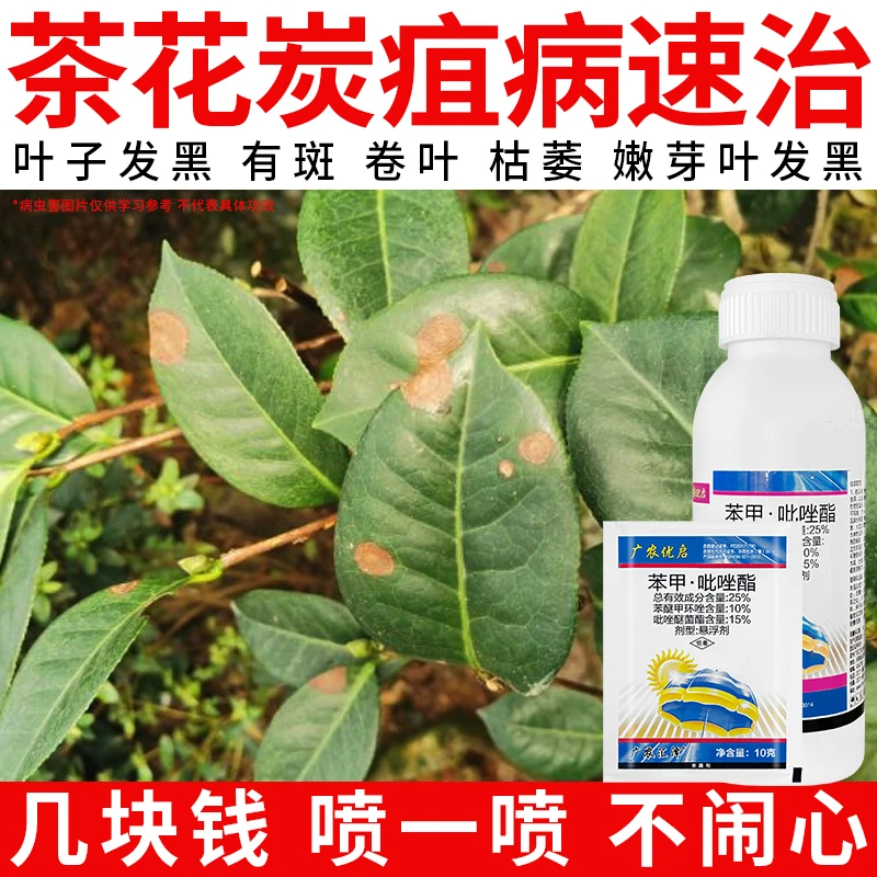 【茶花长斑急救】黄叶干尖枯枝发黑褐斑黑斑叶斑炭疽病速效杀菌剂