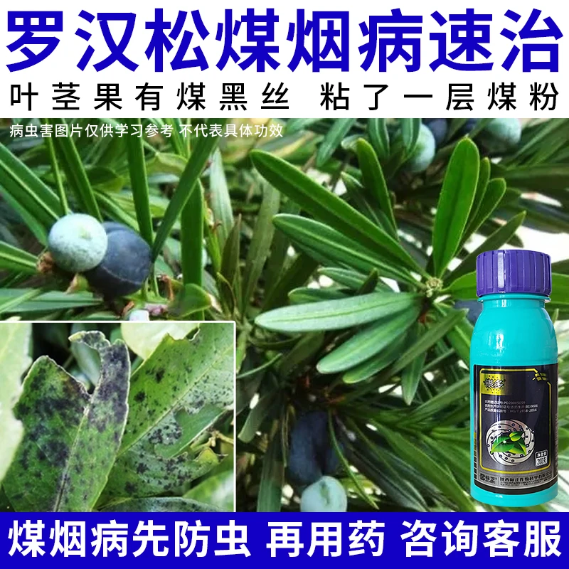 【罗汉松叶片有黑煤层】叶果实枝干有灰黑色毛绒状煤灰霉层杀菌剂