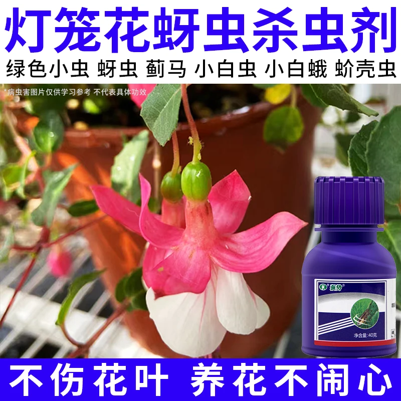 【灯笼小绿虫杀虫剂】腻虫带壳虫小黑虫小黑飞白虫花卉专效杀虫药