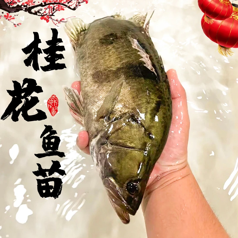 鳜鱼 苗桂花鱼活鱼包邮大尺寸活体观赏鱼季花鱼 苗批发淡水养殖