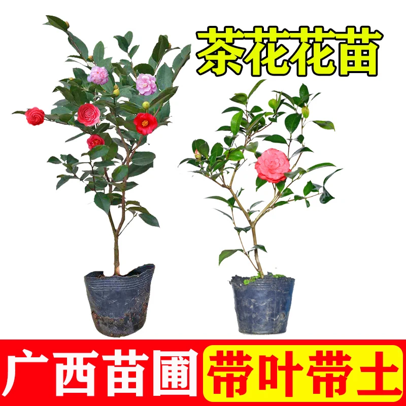 四季红山茶花  可室内外种植可盘栽地栽带原土养植袋发货