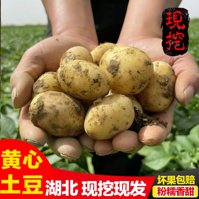 湖北新鲜洋芋天门特产黄心小土豆农家自种应季粉糯香现挖发3/5斤