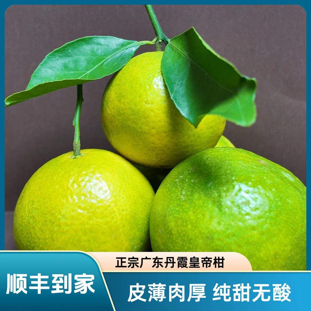 【顺丰到家】正宗广东丹霞皇帝柑/贡柑现摘现发皮薄肉脆纯甜不酸
