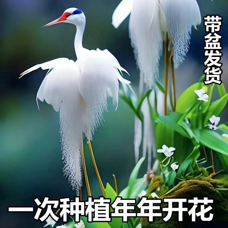 浓香鹤兰花球根盆栽耐寒耐热花四季开花室内外阳台水土培庭院绿植