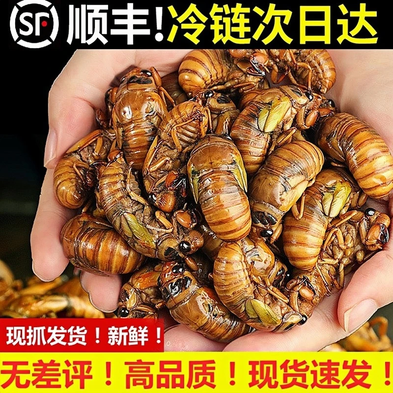 新鲜知了猴冷链批发活体速冻金蝉知了鲜活蚕蝉蛹爬叉猴结了龟顺丰