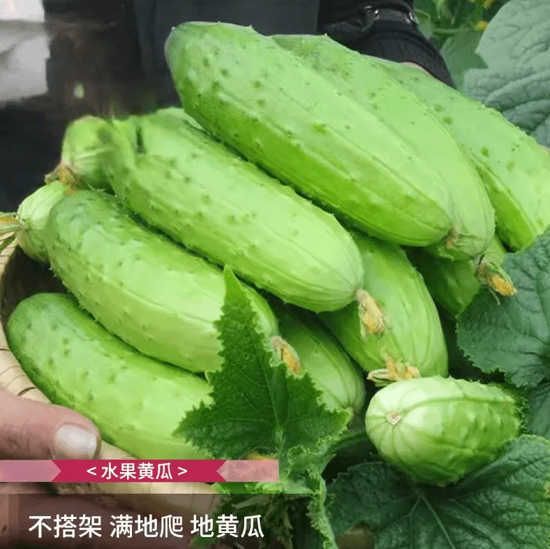 满地爬水果懒人地爬瓜黄瓜种子节节瓜旱黄瓜种籽四季黄瓜菜籽春季