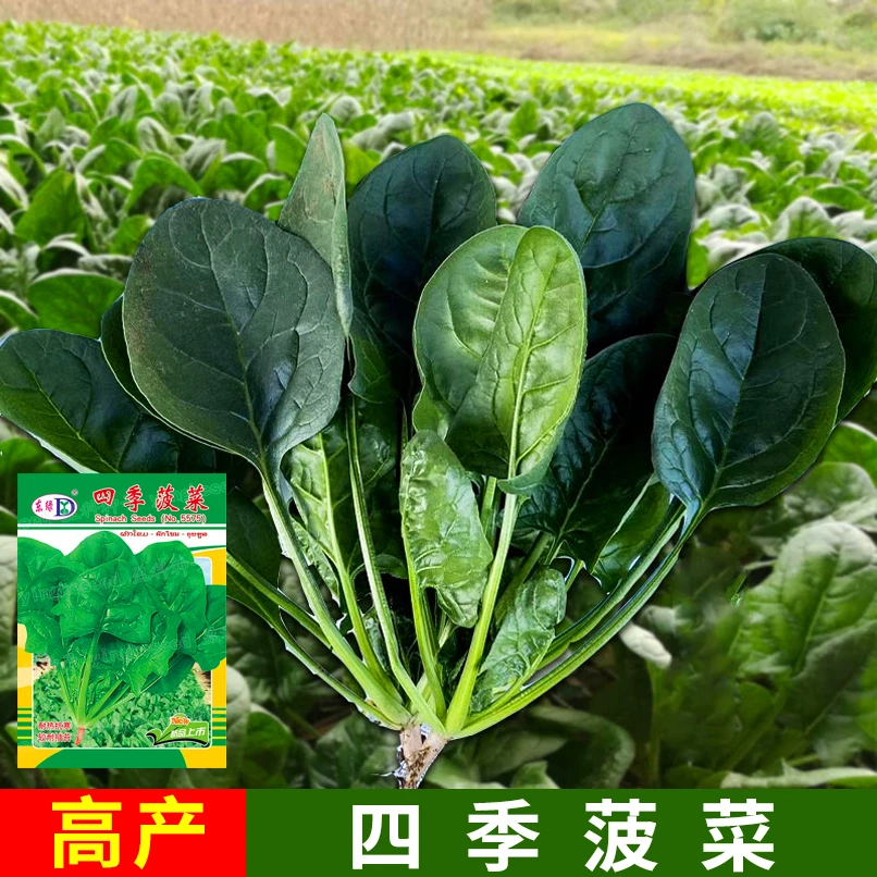 菠菜种子蔬菜耐热大圆叶籽种铁阳台种籽四季菜种盆栽种植厂家直销
