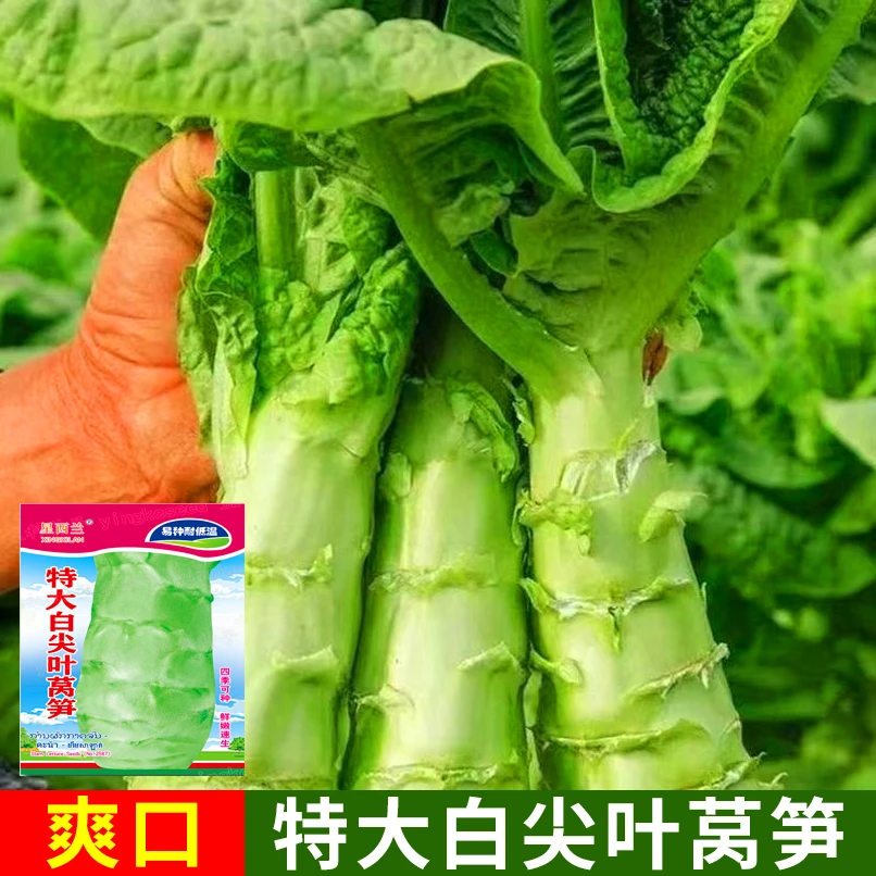 特大白尖叶莴笋抗热耐寒抗病青莴笋四季高产蔬菜莴笋种植厂家直销