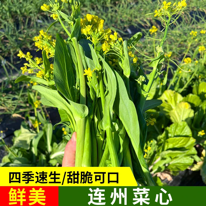连州菜心种子甜菜心菜苔蔬菜广东四九菜心耐寒甜脆高产种植