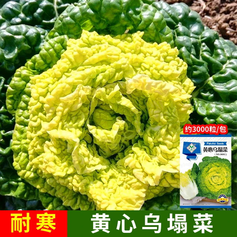 黄心乌塌菜种子耐寒青色乌塌菜种子菊花心菜种籽3000粒品质发芽种