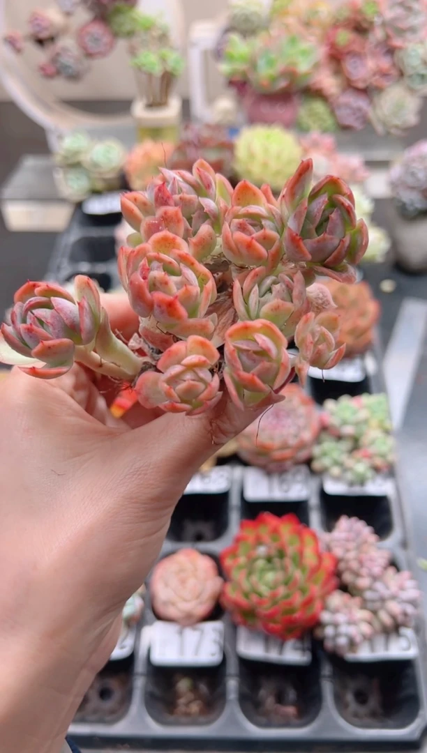【闪购商品】粉冰梅群一棵