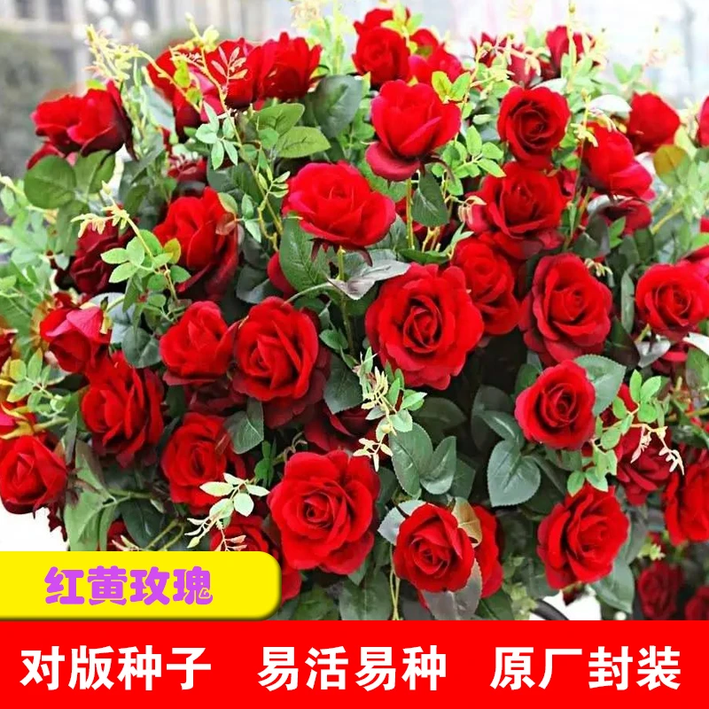 正宗原装红玫瑰花种子黄玫瑰花籽四季观赏春季播种盆栽阳台庭院