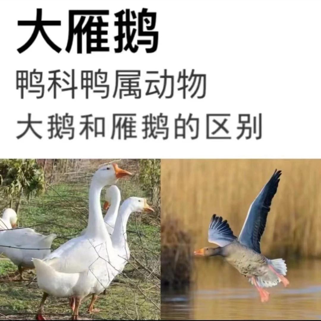 V79.9白条雁鹅（拍一送一）净重4斤农家散养处理干净白条鹅带箱8斤