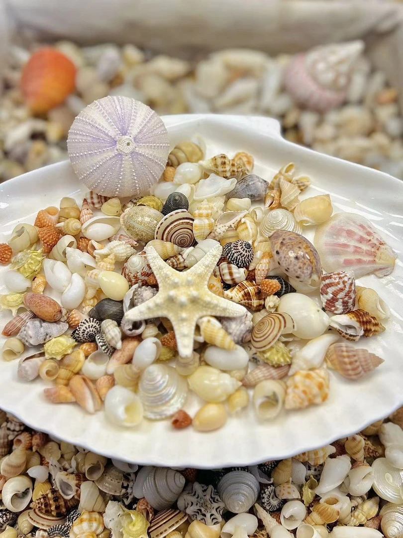 【DIY贝壳】天然贝壳毕业季鱼缸造景DIY手工制作装饰海螺贝壳