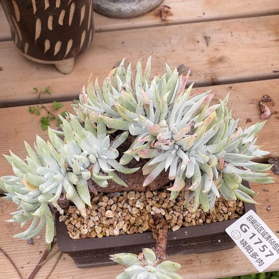 哈哈哈哈雪奴缀化1759苹果叶