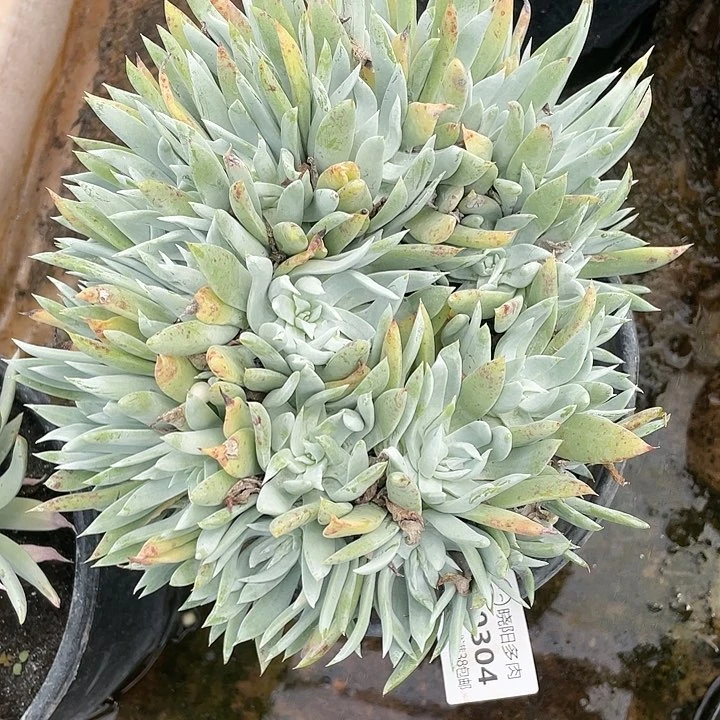 哈哈哈哈雪奴0304苹果叶
