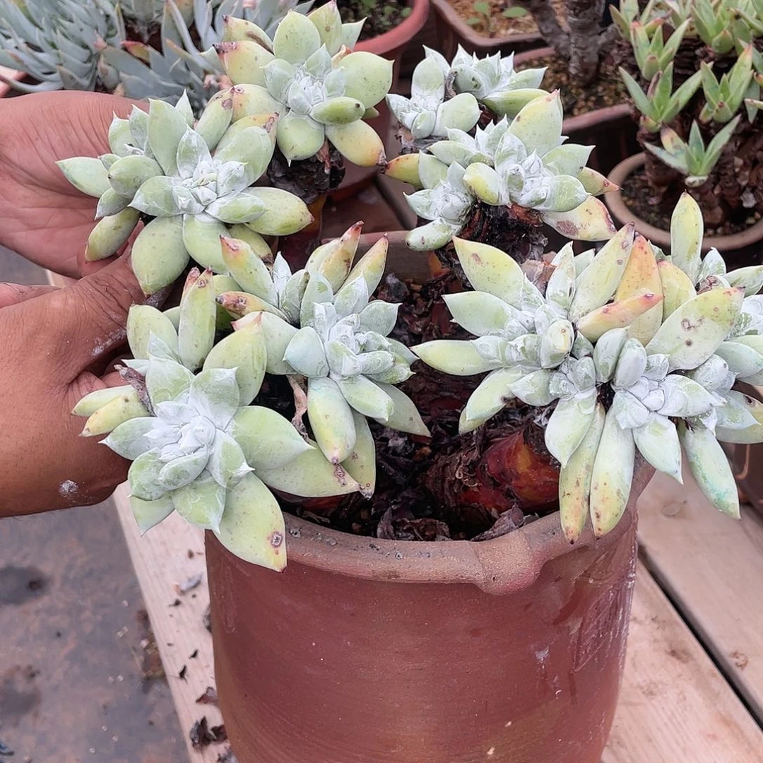 超****炫哈哈哈哈2277帕翠沙