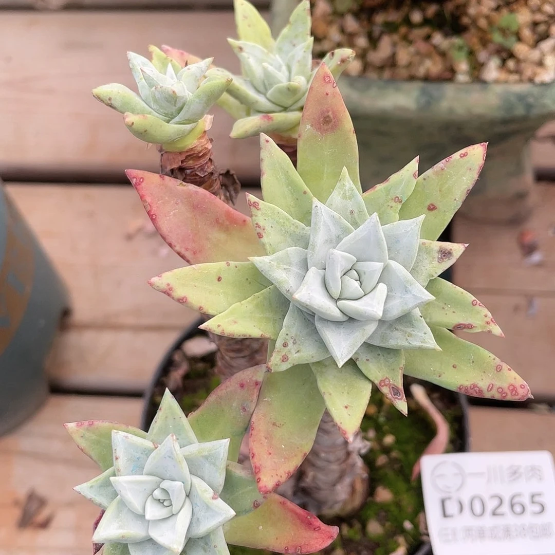 哈哈哈哈刘丹白豪苹果叶0265