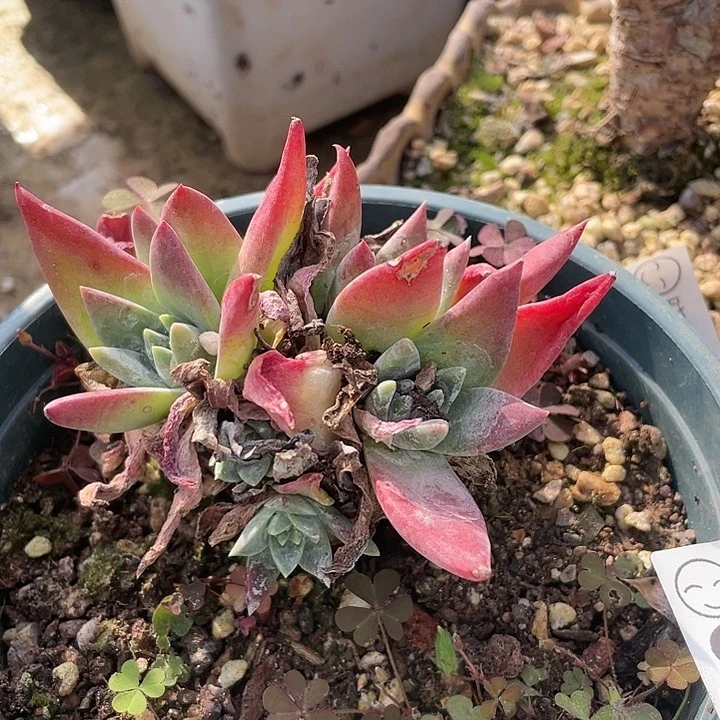 哈哈哈哈苹果拇指0538