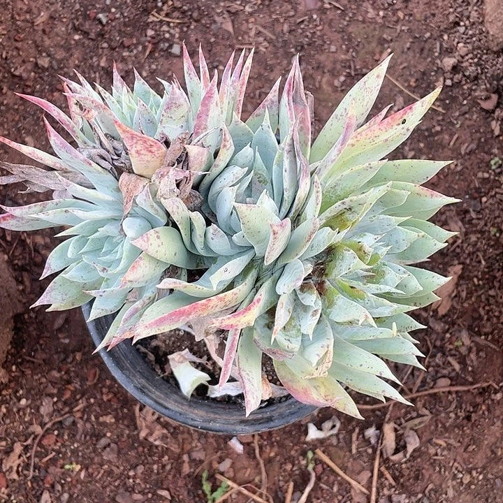 哈哈哈哈雪山缀化0501