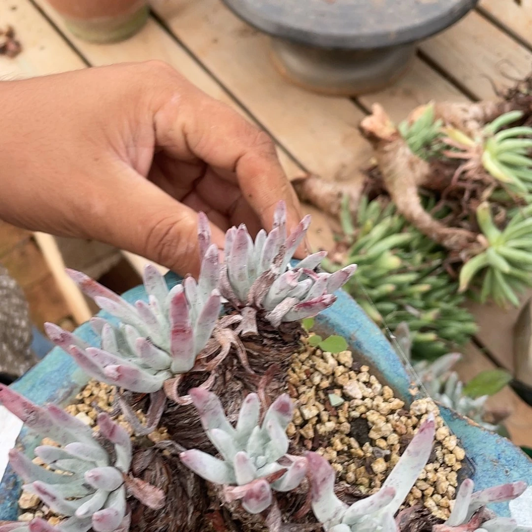 哈哈哈哈海瑟2219