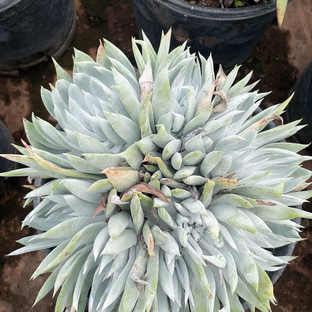 哈哈哈哈砍第思0247