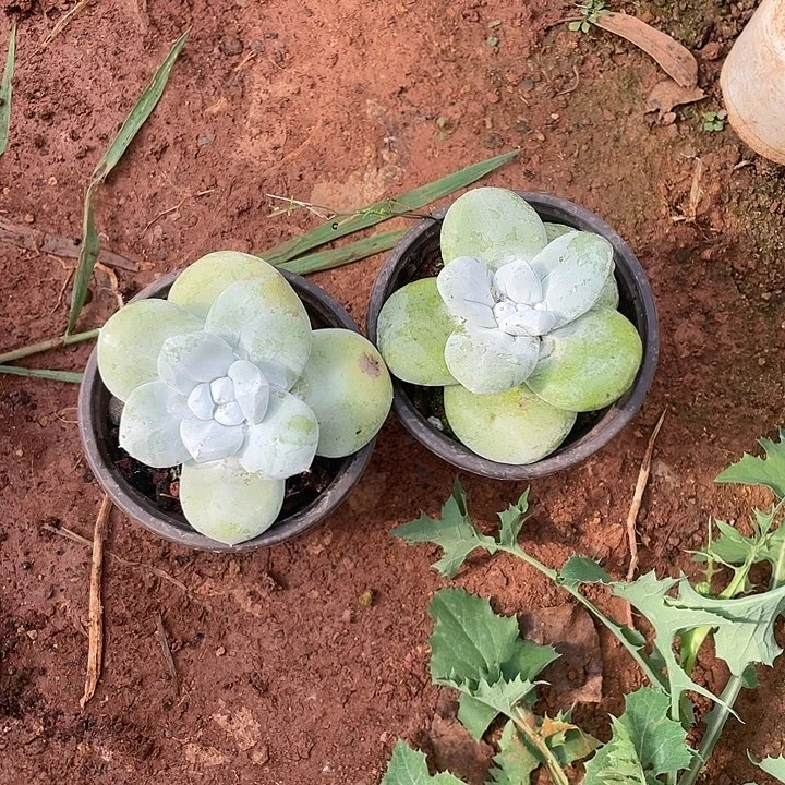 哈哈哈哈拇指0567