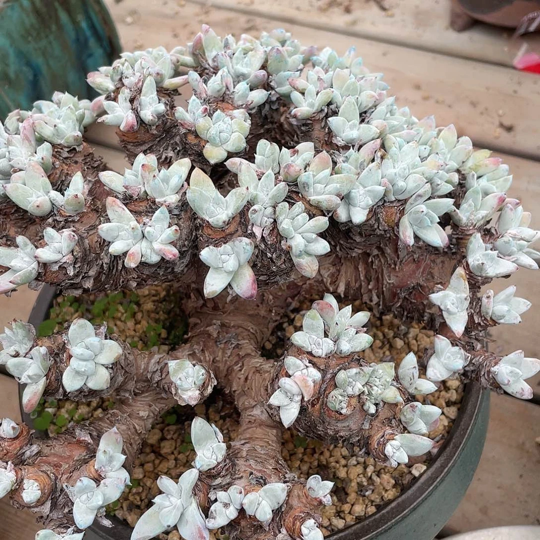 天**偶哈哈哈哈诺马白姆