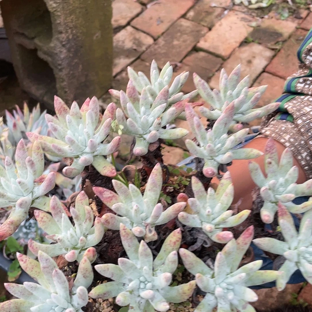 哈哈哈哈海色拇指2186