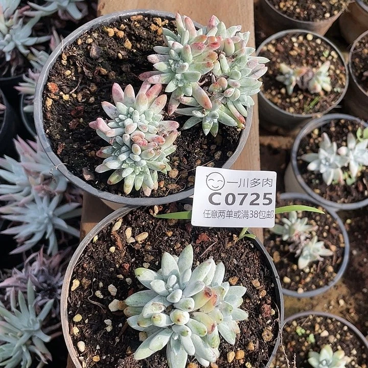 哈哈哈哈2颗9725