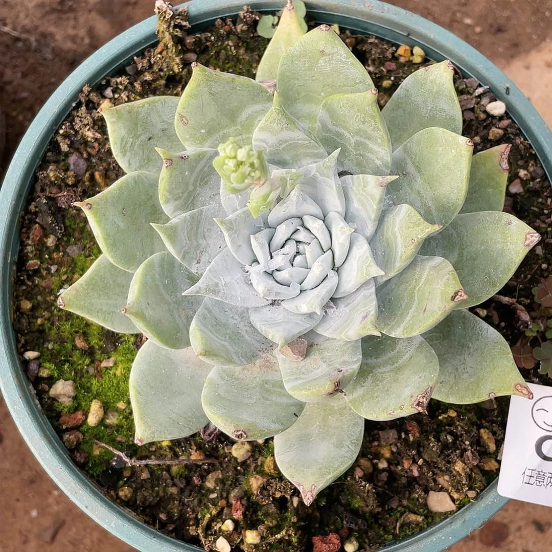 哈哈哈哈牡丹苹果叶0300