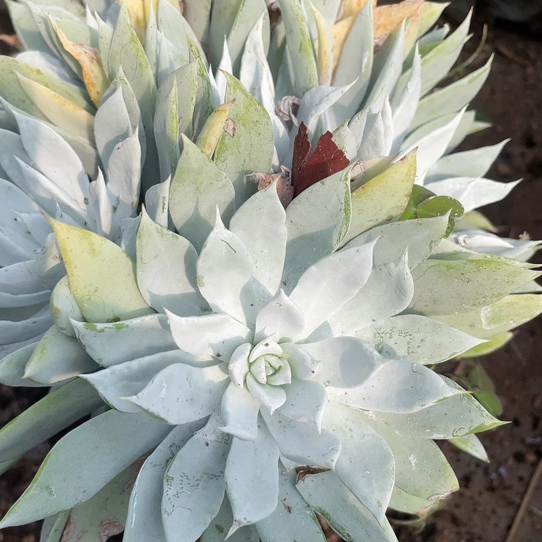 妮****师哈哈哈哈牡丹苹果叶