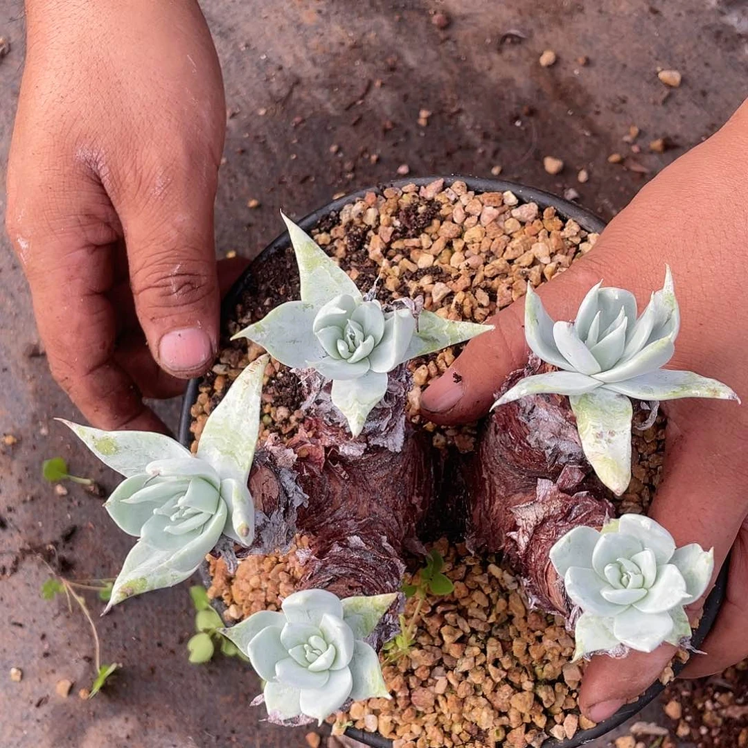 哈哈哈哈白衣圣徒苹果叶2258