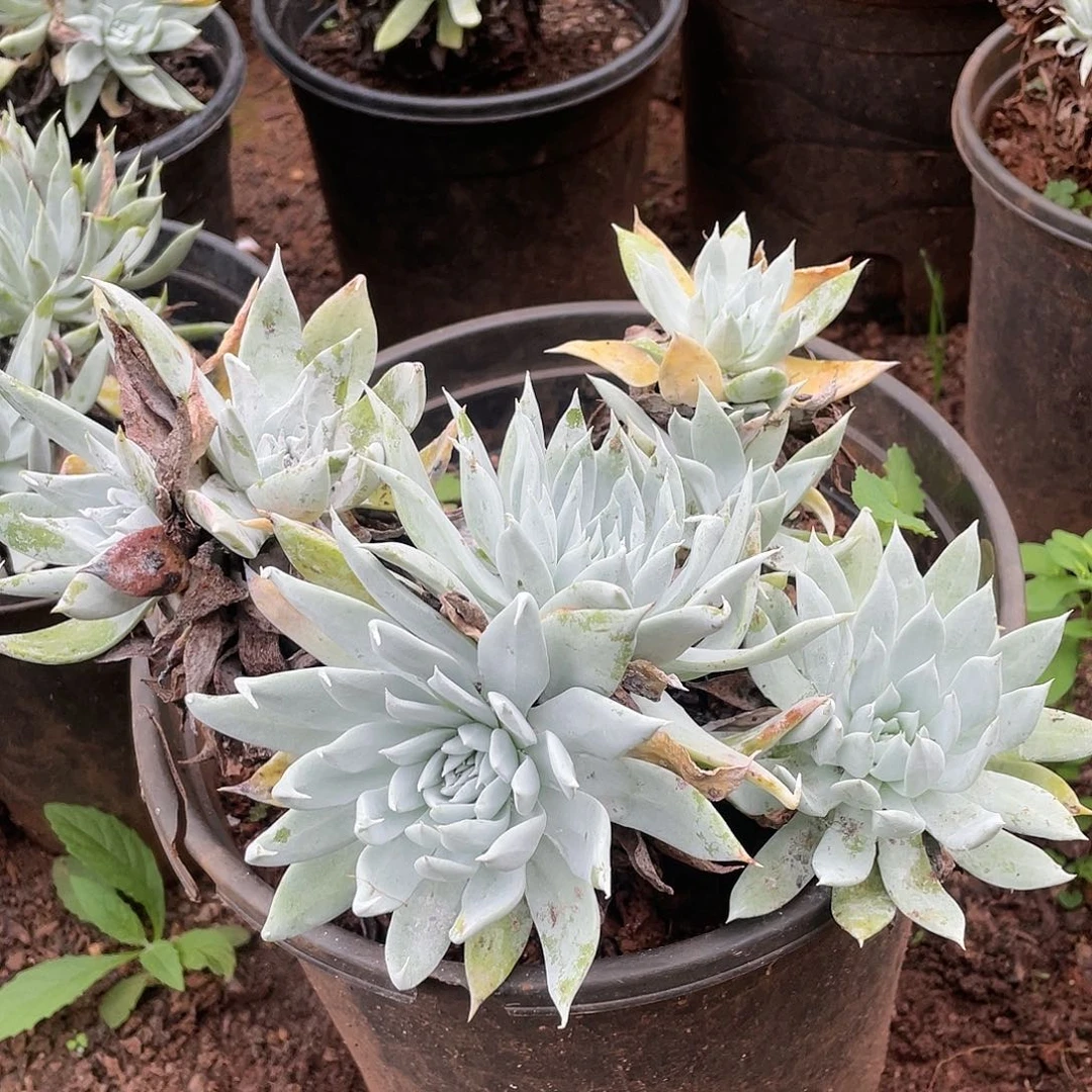 哈哈哈哈雪山2752