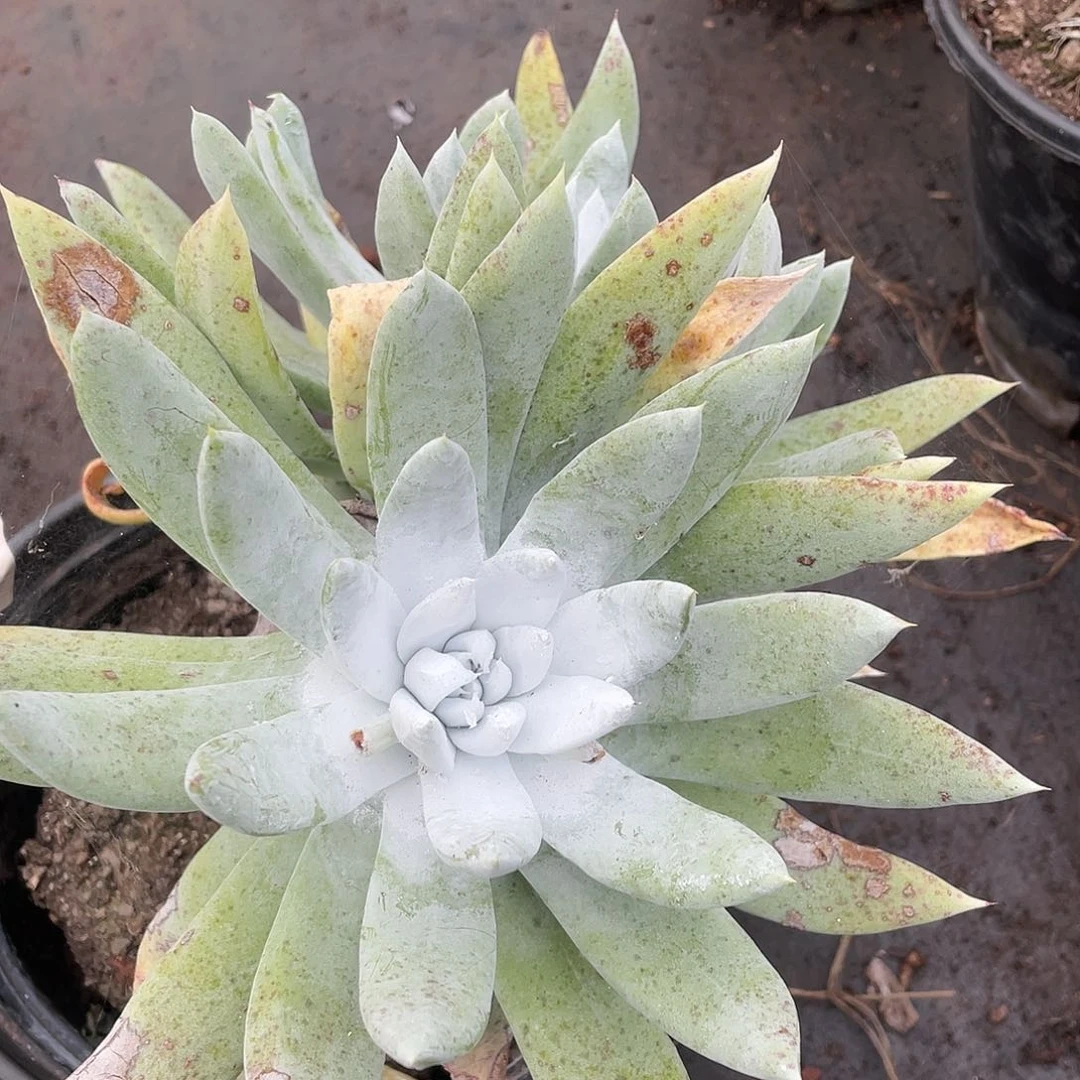 哈哈哈哈赛琳娜2368