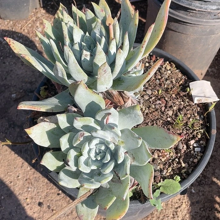 哈哈哈哈阿金呢0558