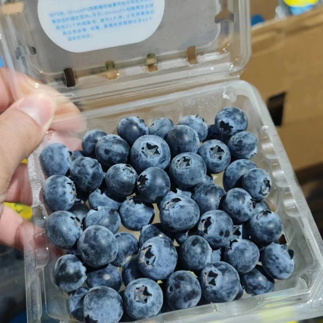 009怡颗蓝莓