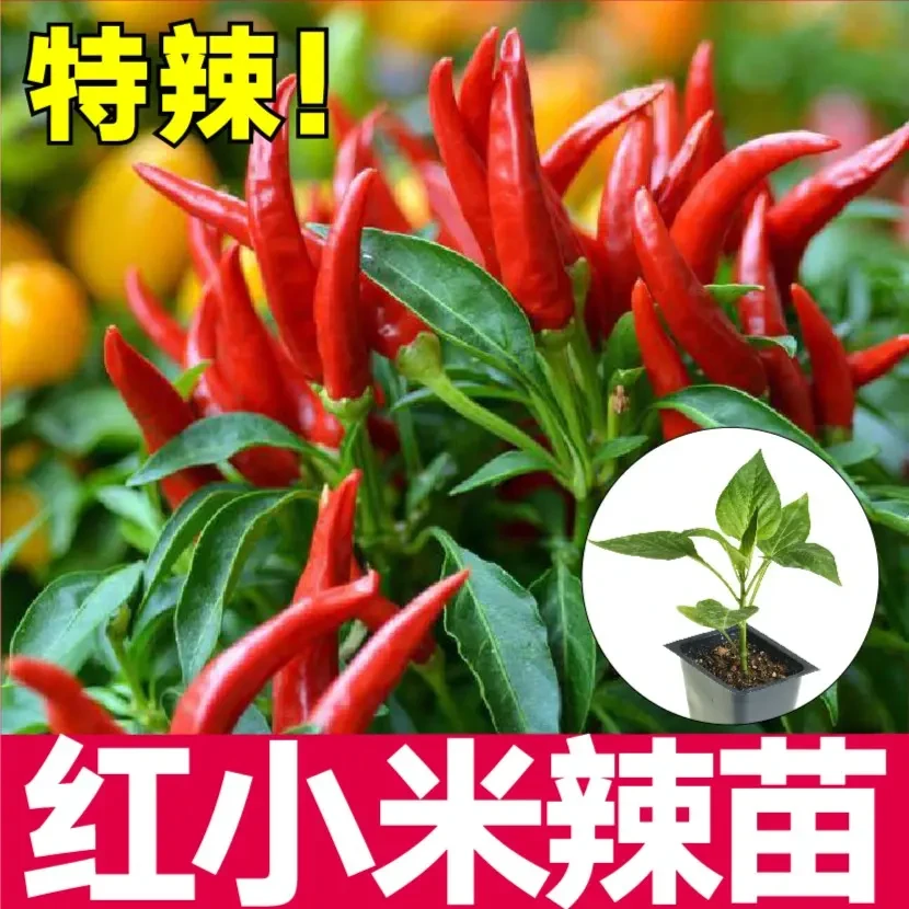 寿光正宗红小米辣秧苗带土球白小米辣野山椒四季盆栽朝天椒苗四季