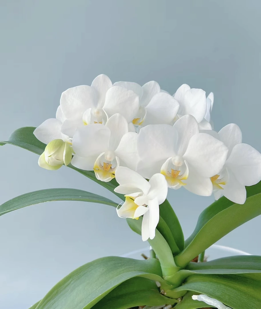 蝴蝶兰———(莱西)开花发货