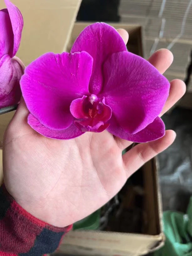 蝴蝶兰———(大红花)开花发货少量掉苞介意勿拍