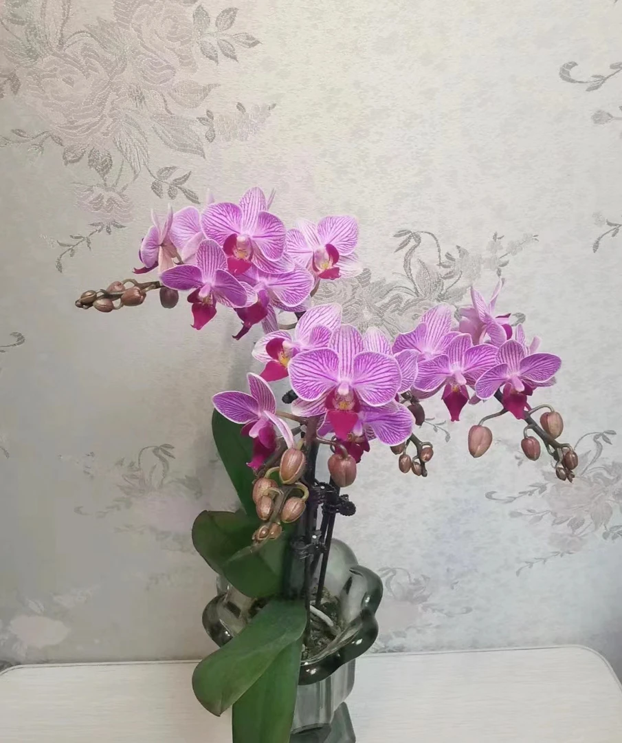蝴蝶兰———(圣地亚哥)开花发货（全场两颗包邮只拍一颗发花后苗）