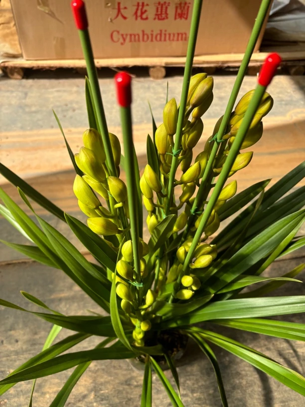 蝶影 ---大花蕙兰带支撑杆0度以下拍保温棉不拍冻坏不售后