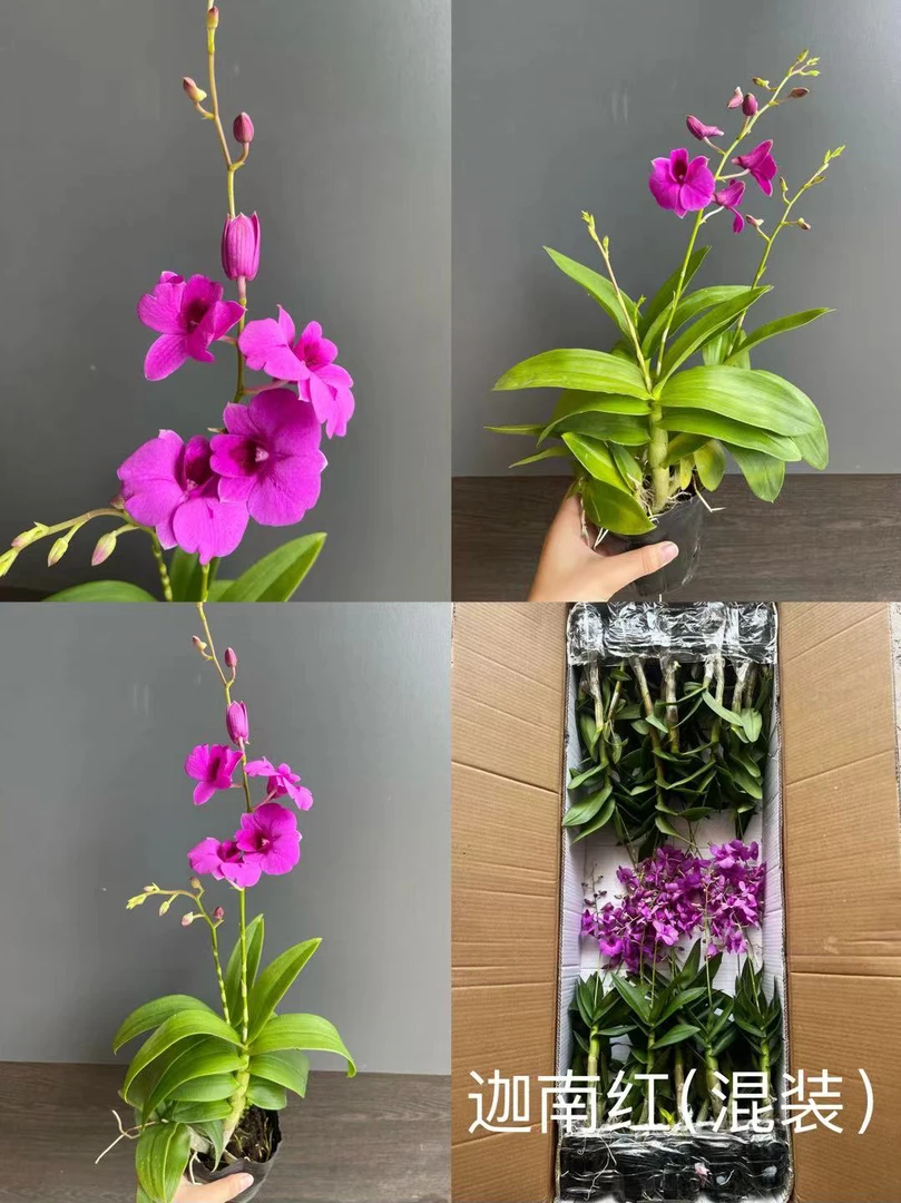 迦南红石斛兰 石斛好养花期长 云南鲜花绿植