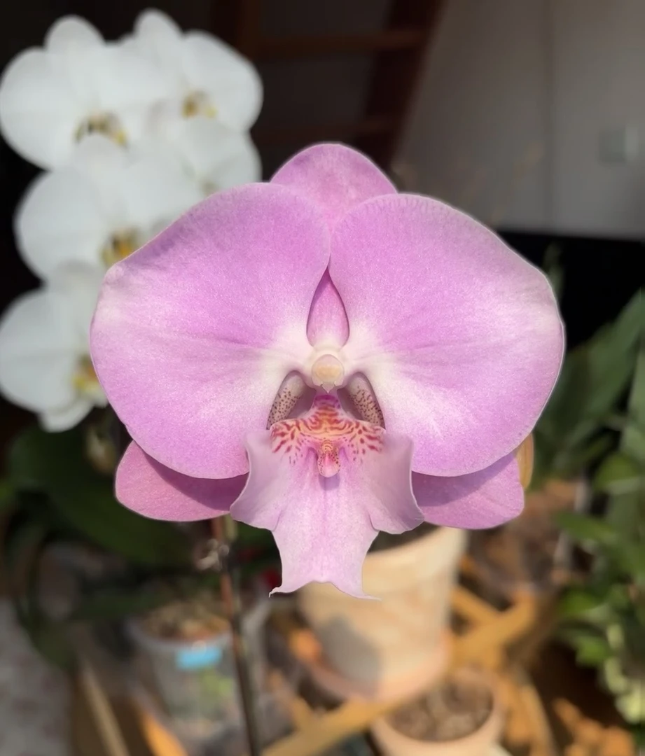 蝴蝶兰———(锦绣一方)开花发货