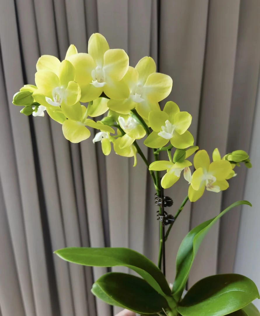 蝴蝶兰———(小柠檬)开花发货(全场两颗包邮只拍一颗发花后苗)