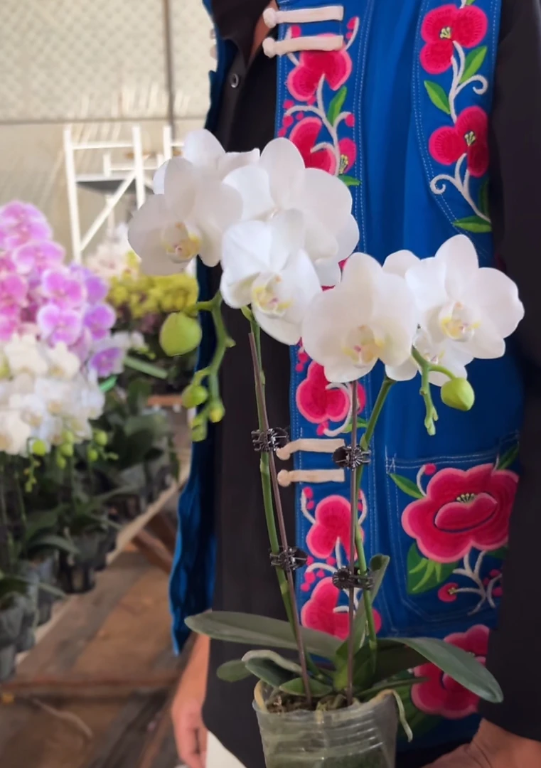 蝴蝶兰———(小白花)开花发货
