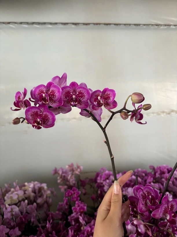 蝴蝶兰———(小孔雀)(全场两颗包邮只拍一颗发花后苗)