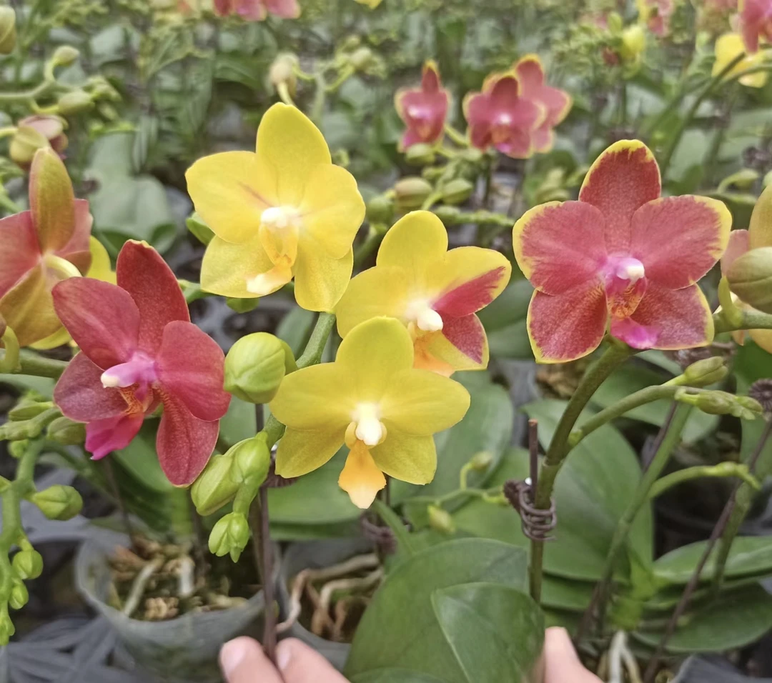 蝴蝶兰———(金边樱桃)开花发货蜡质花瓣