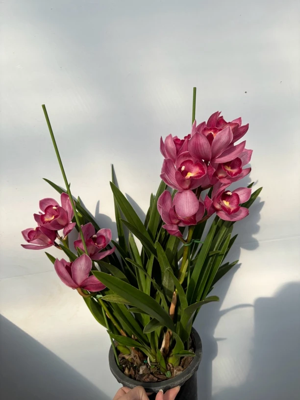 卓玛 ---大花蕙兰（桌面款蕙兰)带支撑杆0度以下拍保温