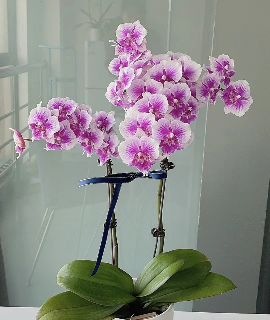 蝴蝶兰———(可爱多)开花发货